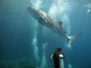 Koh Haa Diving