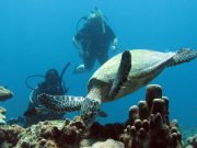 Hawksbill Turtle @ Koh Rok with Dive & Relax