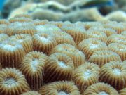 Honeycomb coral (Diploastrea heliopora)