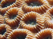 Moon Coral (Dipsastraea lizardensis)