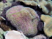 Common Mushroom Coral (Fungia fungites)