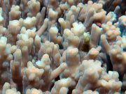 Acropora Table Coral (Acropora granulosa)