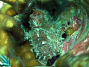 Freckled Frogfish @ Koh Haa