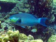 Roundhead Parrotfish (Chlorurus strongylocephalus)