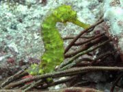 Tiger Tail Seahorse (Hippocampus comes)
