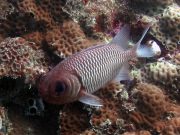 Doubletooth Soldierfish (Myripristis hexagona)