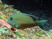Twospot Bristletooth Surgeonfish (Ctenochaetus binotatus)