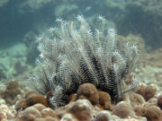 Variable Bushy Featherstar @ Bida Nok