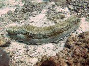 Amberfish Sea Cucumber (Thelenota anax)