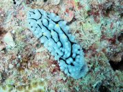 Elegant Sea Slug (Phyllidia elegans)