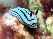 Ceylon Phyllidiella (Phyllidiella zeylanica) @ Koh Haa